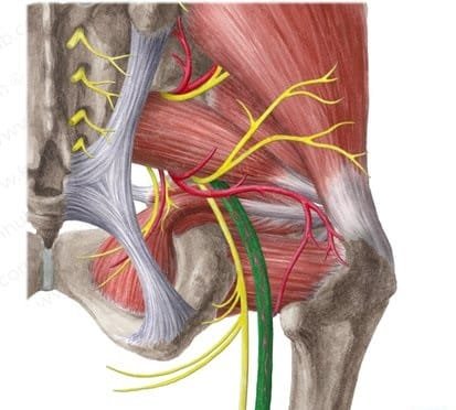 anatomia nervio ciatico